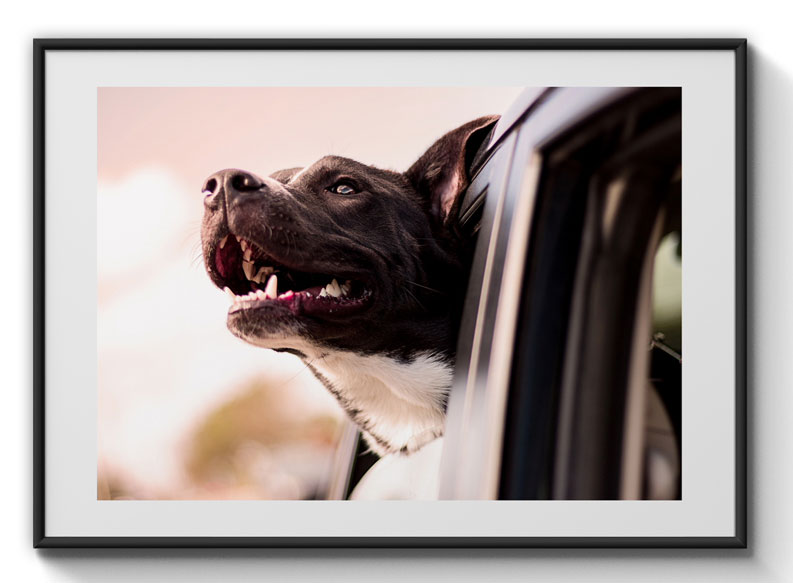 Dog looking out of car window poster
